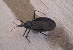 Triatoma recurva