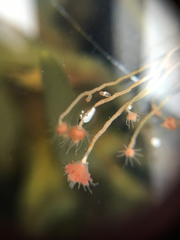 Ectopleura crocea