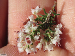 Erica paniculata