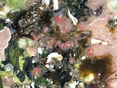Ectopleura crocea