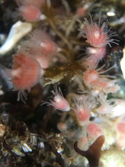 Ectopleura crocea