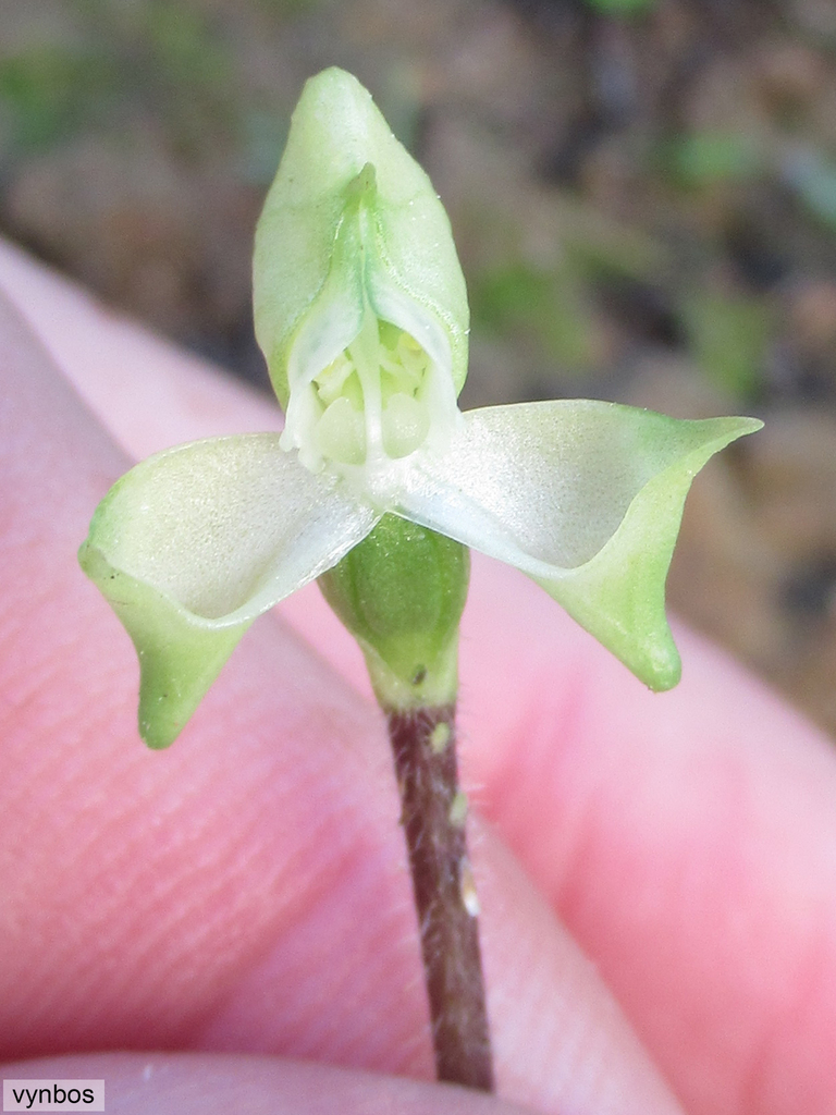Disperis bolusiana