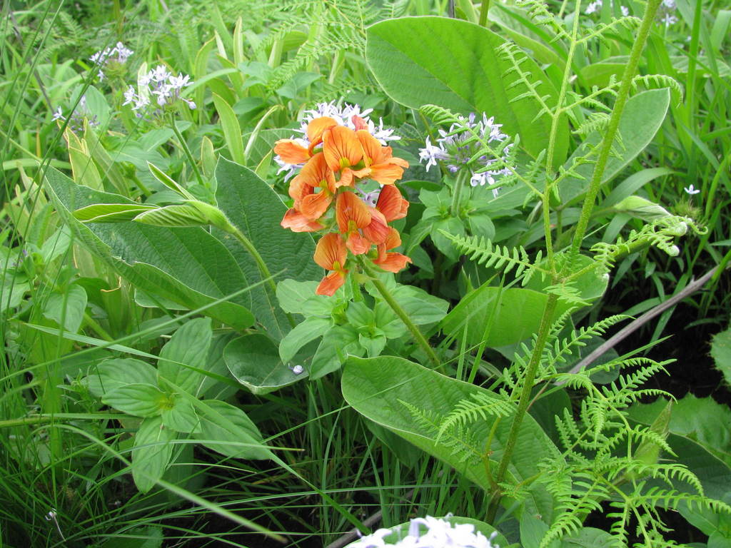 Orange Eriosema