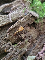 Galerina triscopa