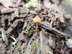 Galerina triscopa