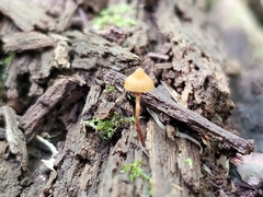 Galerina triscopa