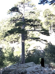 Pinus nigra laricio