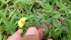 Kallstroemia rosei