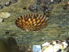 Testudinalia testudinalis