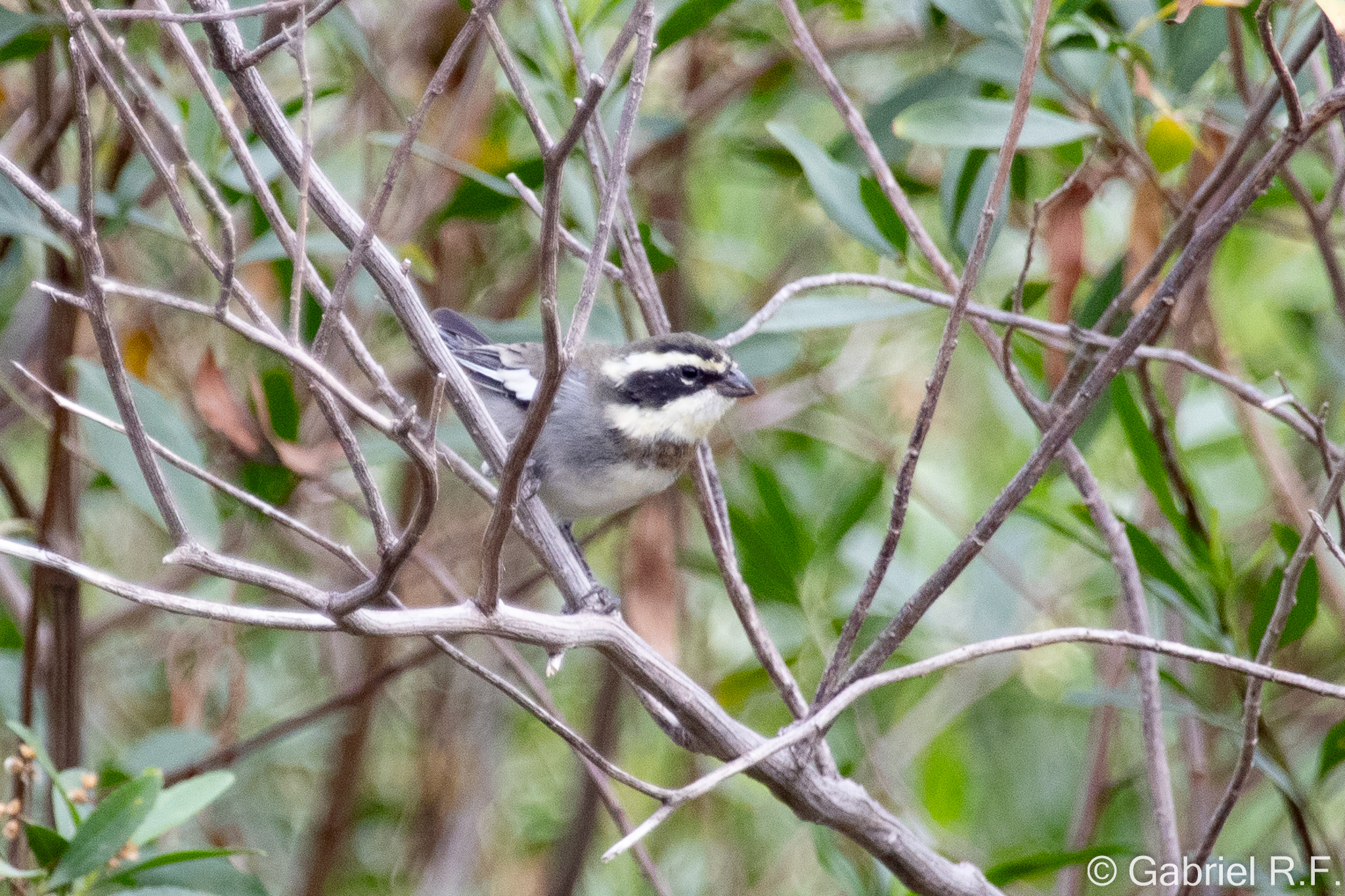 Ringed Warbling Finch (Microspingus torquatus), photo 8