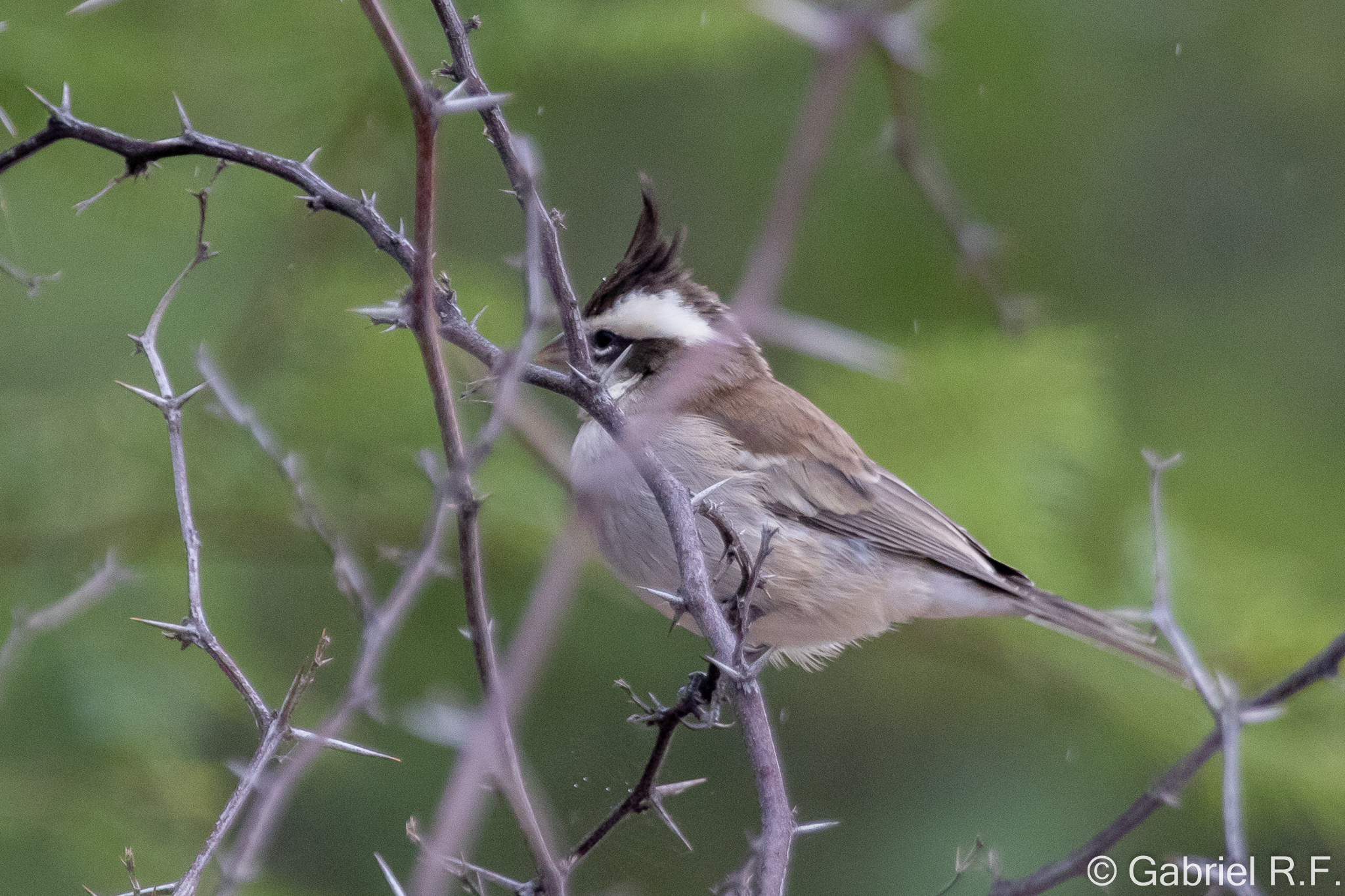 Black-crested Finch (Lophospingus pusillus), photo 7