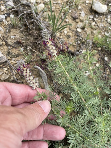 Comanche Peak Prairie Clover (Dalea reverchonii)
