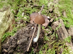 Pluteus phlebophorus