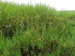 Helichrysum mutabile