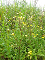 Helichrysum mutabile