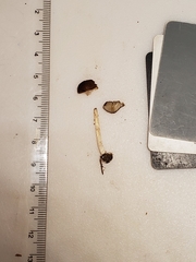 Pluteus phlebophorus