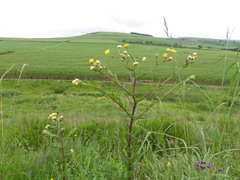 Helichrysum mutabile