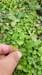 Evolvulus prostratus