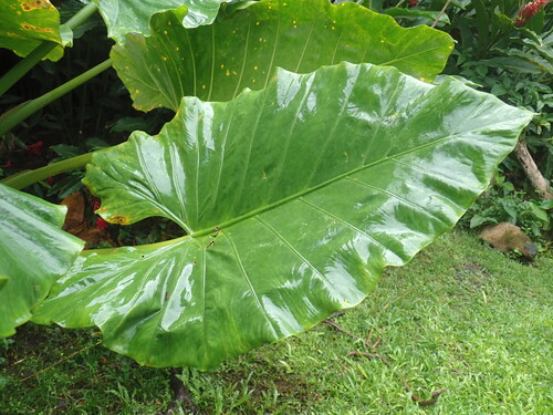 Alocasia macrorrhizos