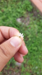 Evolvulus prostratus