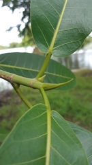Ficus crocata
