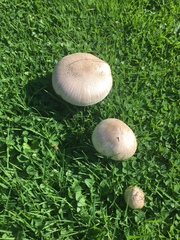Agaricus