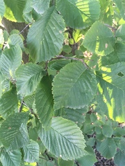 Ulmus glabra
