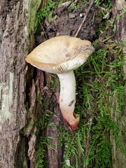 Russula amerorecondita