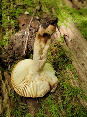 Russula amerorecondita
