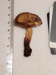 Russula amerorecondita