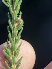 Erica sparrmanni