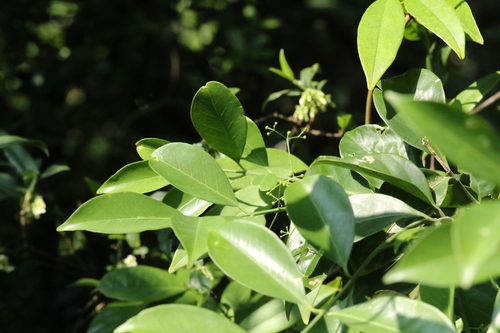 Euonymus nitidus, photograph 6