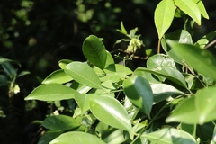 Euonymus nitidus, photograph author not stated, no rights reserved