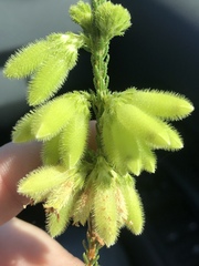 Erica sparrmanni