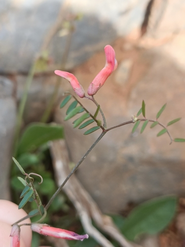 Cretan Vetch (Vicia cretica)