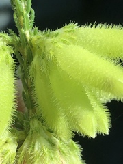 Erica sparrmanni