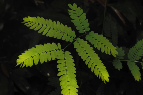 Albizia corniculata, 2025-04-27
