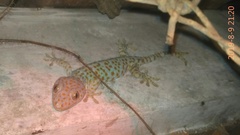 Gekko gecko