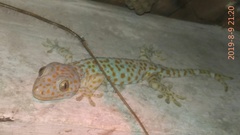 Gekko gecko