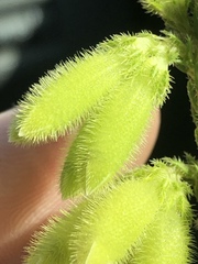 Erica sparrmanni