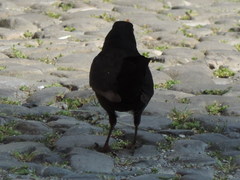 Turdus merula