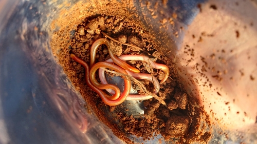 Mato Grosso Blind Snake