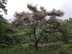 Mimosa benthamii