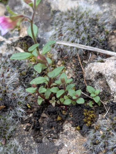 Image of Chaenorhinum origanifolium by (c) Denis Bastianelli, some rights reserved (CC BY)