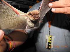 Myotis velifer