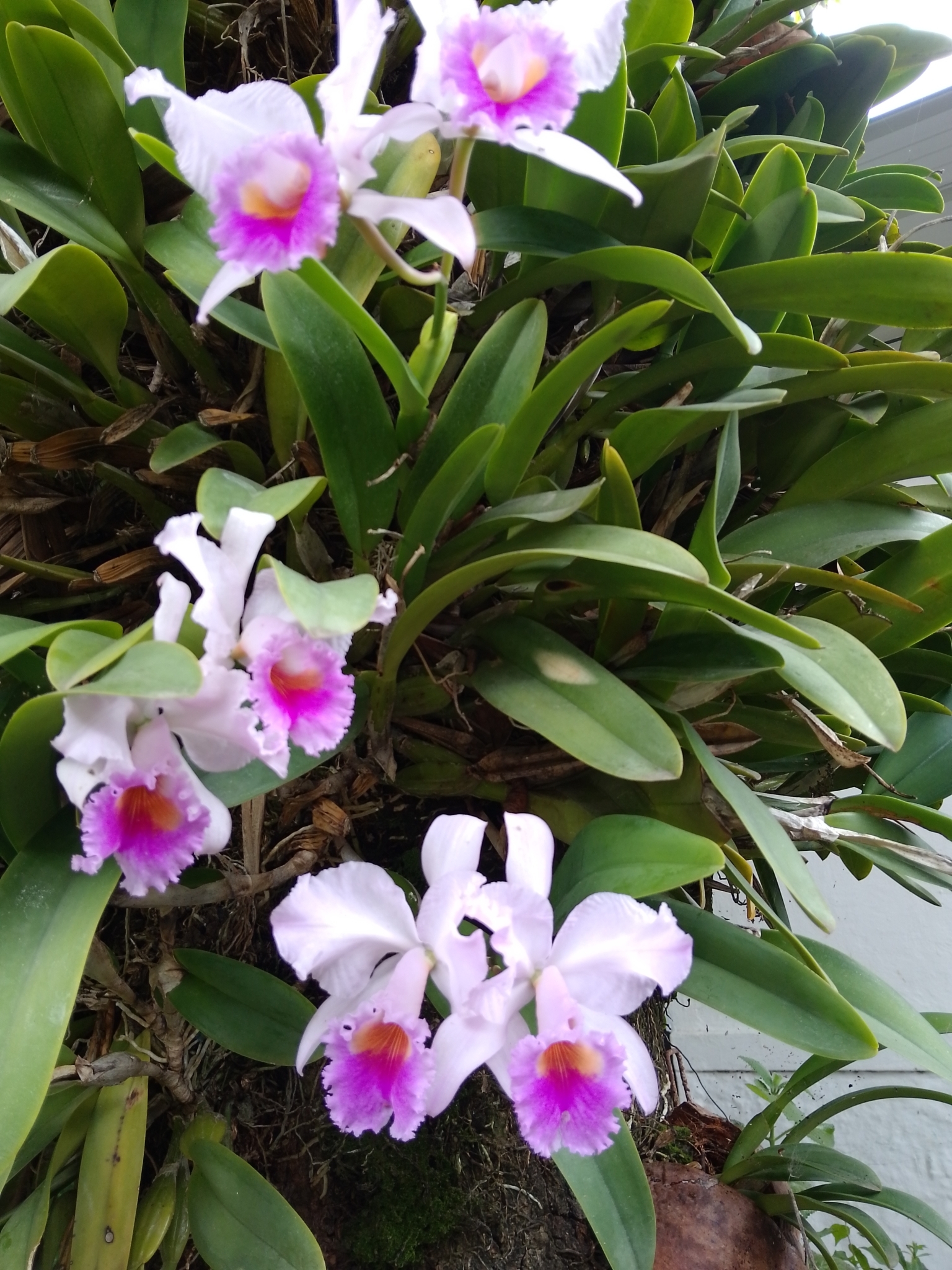 Imagem de Orquídea Nacional