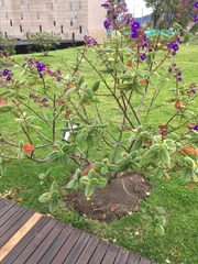 Melastomeae