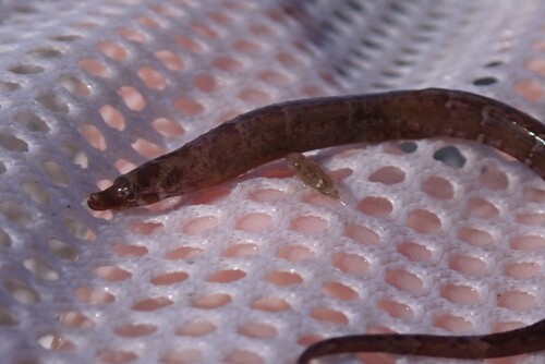 Fringed pipefish (Anarchopterus criniger) — Syngnathidae — 3