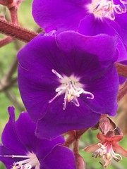 Melastomeae
