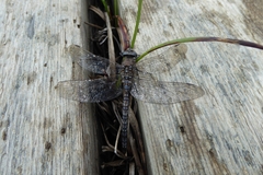 Aeshna caerulea